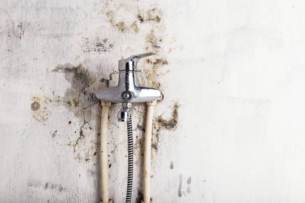 Best Mold Remediation  in Keyser, WV