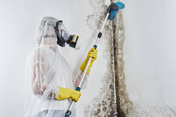 Best Mold Cleaning Services  in Keyser, WV