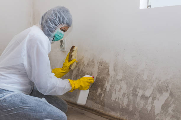 Best Mold Testing  in Keyser, WV