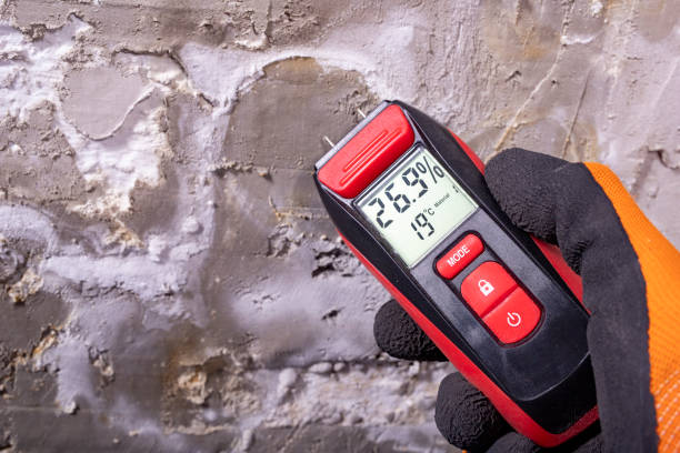 Best Professional Mold Removal  in Keyser, WV
