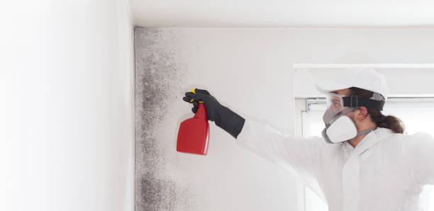 Best Mold Remediation Experts  in Keyser, WV