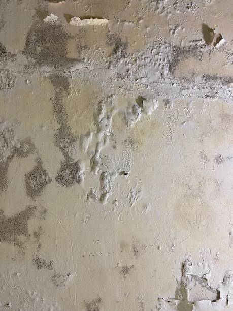 Best Local Mold Removal Service  in Keyser, WV